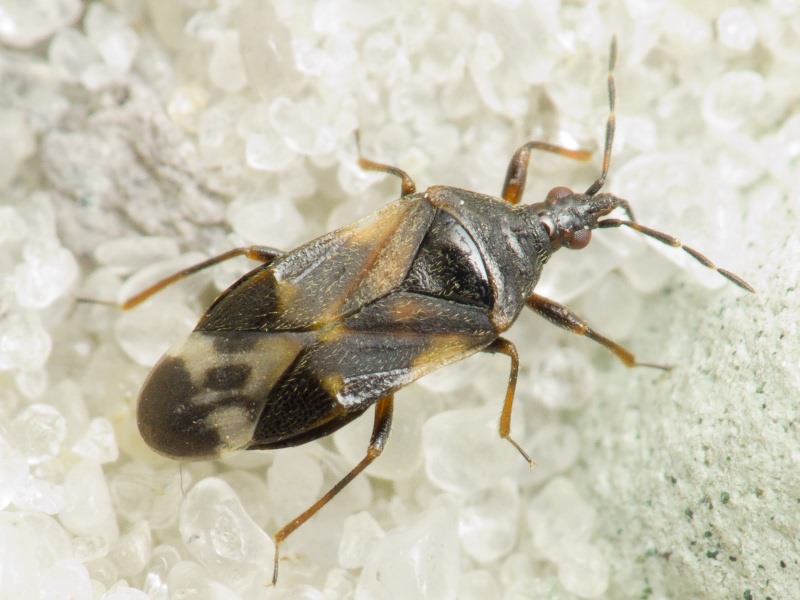 Anthocoridae Fieber, 1837